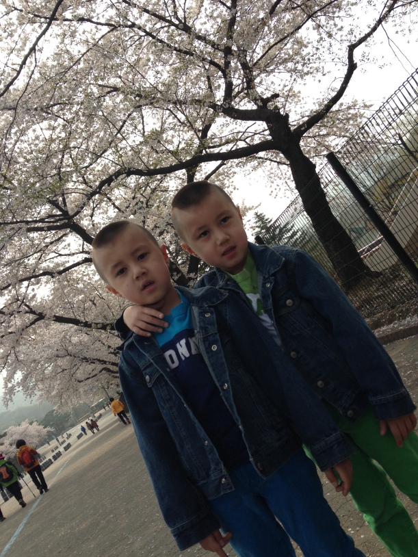 Cherry blossoms were in full bloom, but even that wasn't enough to cheer up my boys up during the long walk to the zoo!